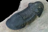 Paralejurus Trilobite - Morocco #171492-4